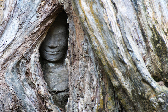 Statue of man in Angkor Thom getting swallowed up by a tree as the jungle overgrowth takes over the ruins