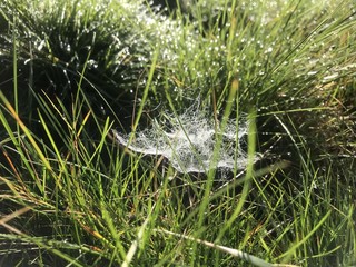 Spinnennetz mit Tautropfen im Herbst bei Altweibersommer - zartes Gespinst