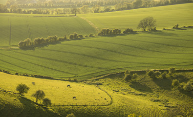 View from the top of Butser Hill in Hampshire.