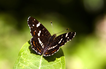 Araschnia levana 