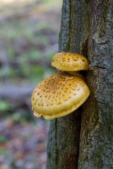 mushrooms on the tree