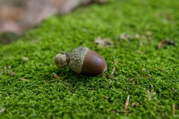 acorn on moss