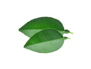 Fresh lime leaves  isolated on white background