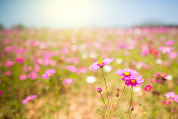Flowers field pink light of sunset in the evening with a green background.