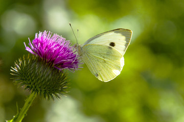 Gonepteryx rhamni