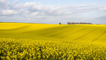 Fields of Oil Seed Rape near Cheesefoot Head in Hampshire.