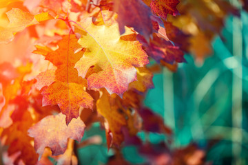 Oak branch with orange leaves in the forest in autumn