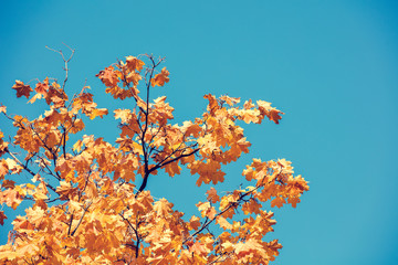 Oak branch with orange leaves in the forest in autumn