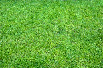Fresh green manicured lawn close up. Clipped green grass background. Green lawn pattern textured background.