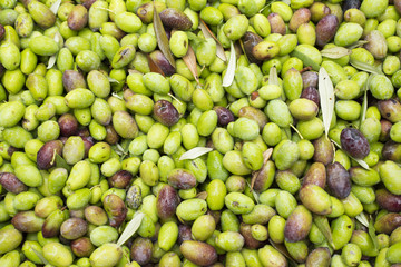 Olives in the market - Olea europaea