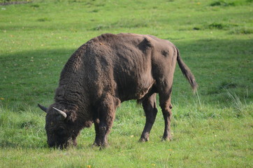 Aurochs