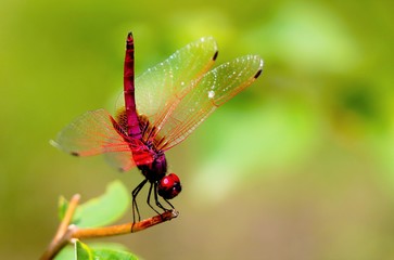 Red Dragonfly