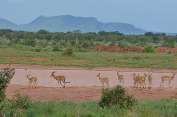 Naklejka premium Troupeau d'Impalas, mâles et femelles, près d'un étang dans les paysages escarpés du parc de Tsavo, Kenya
