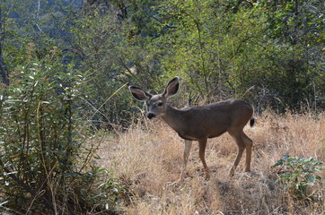 Deer