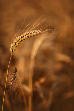 Spica closeup on wheat field in the evening on sunset