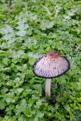 mushroom fungo prato verde