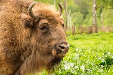 European Bison. The Buffalo close-up.