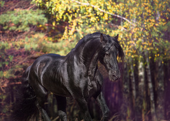 Obraz na płótnie Canvas Portrait of the black Friesian horse on the autumn nature background