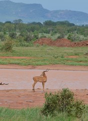 Impala mâle, près d'un étang dans les paysages  rouge et escarpé du parc de Tsavo, Kenya