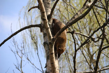 Nasenbär auf baum