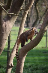 Nasenbär auf baum
