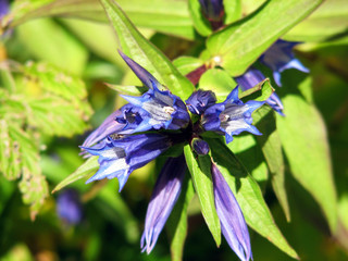 Fototapete bei efototapeten.de bestellen   