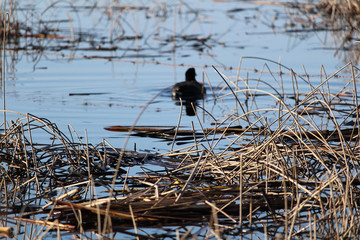 A view of dry reeds with an American Coot blurred in the distance