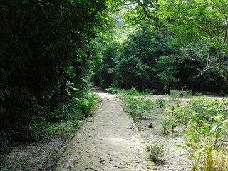forest path