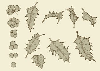Holly berries set by hand drawing.Holly leaves and berries vector on white background.