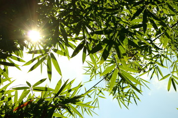 Obraz premium ray of sun shine through green bamboo leaves on blue sky look fresh feeling warm and beautiful
