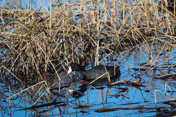 An American Coot swimming amongst dry cattails