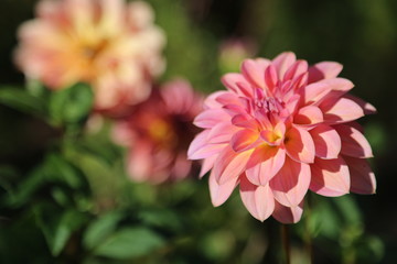 Blume aus Hellbrunn