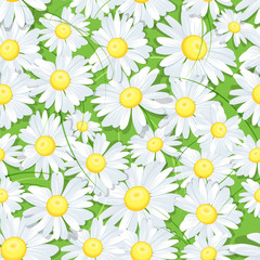 Seamless pattern with daisies. Herbs and white daisies or daisy on a green background.