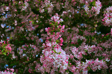 Very colorful flowers on a tree in the small culture house island 