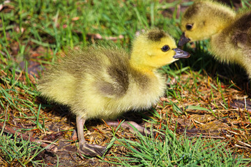 Closeup of day old Canadian Geese goslings