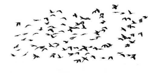 numerous flock of black birds flying isolated on white sky background-