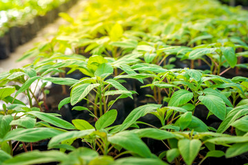  Green leafy trees are in the bag.