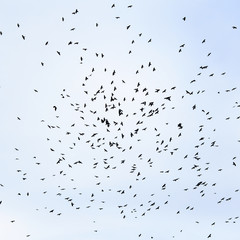  flock of black birds, rooks circling high in the blue sky background