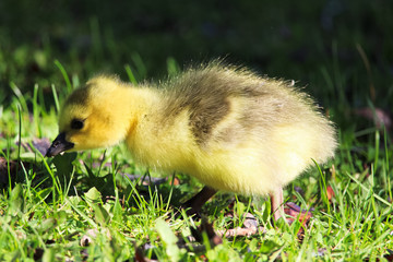 Closeup of a baby gosling searching for food