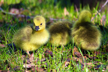 Closeup of baby goslings with grass on its' beak
