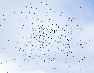  large flock of black birds, rooks circling high in the blue sky background