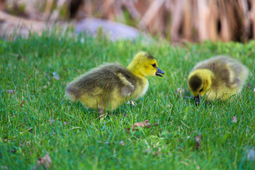 Closeup of two baby goslings in the grass