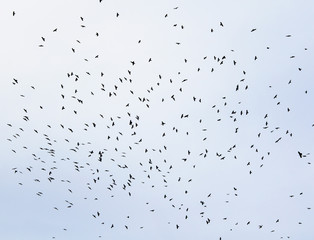 a large flock of black birds, rooks circling high in the blue sky background