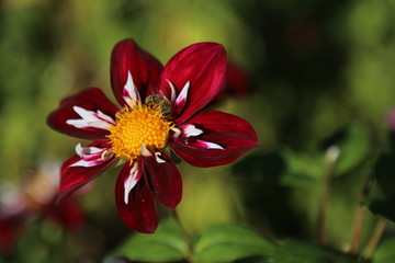 Rote Blume mit Biene