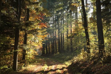 Path through the autumnal forest in the sunshine
