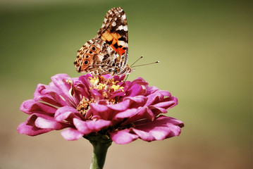 Butterfly On Hot Pink Flower