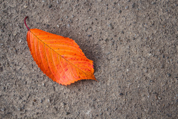 autumn bright leaves on the concrete