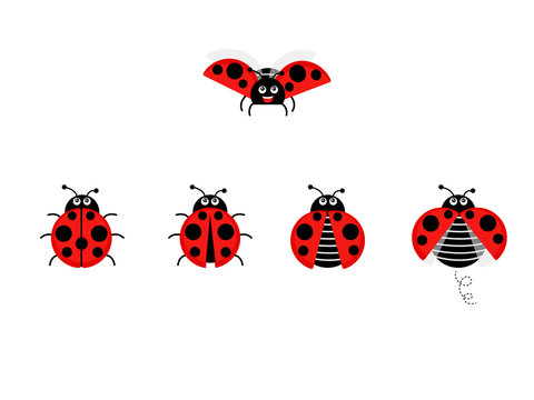 Cartoon ladybug vector set isolated from the background. Cute ladybug on a leaf or flying in a flat style. Symbols funny insects and beetles.