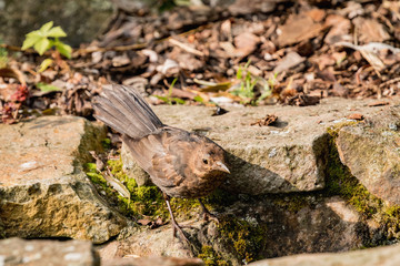 Female blackbird ,Turdus merula, bathes in the creek on the garden.