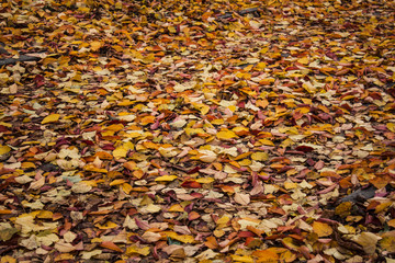 autumn bright leaves on a ground